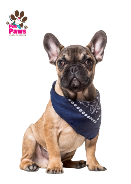 Mobile pet grooming petpaws