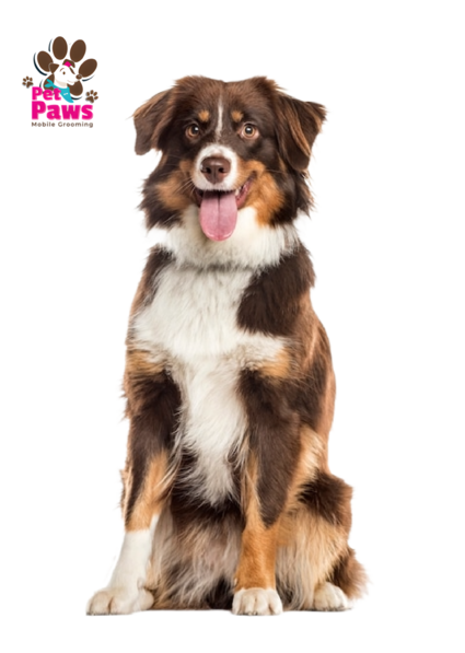 Mobile pet grooming petpaws