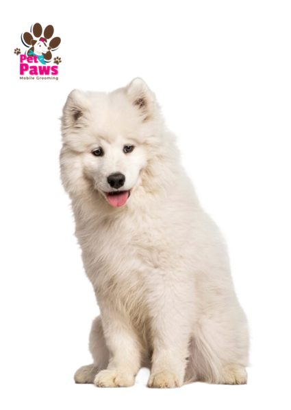 Mobile pet grooming petpaws