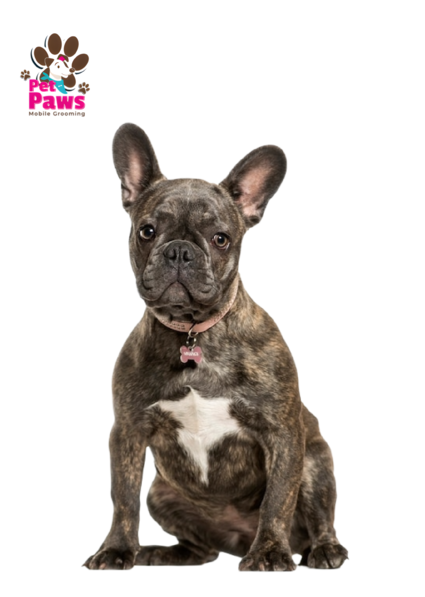 Mobile pet grooming petpaws