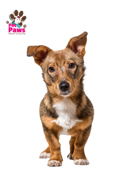 Mobile pet grooming petpaws