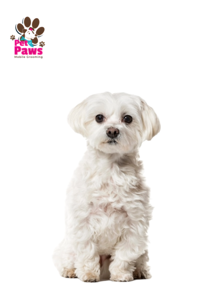 Mobile pet grooming petpaws