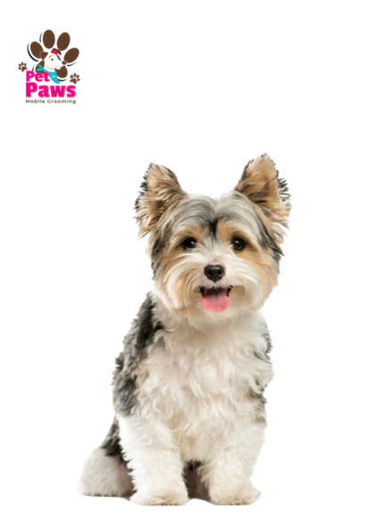 Mobile pet grooming petpaws