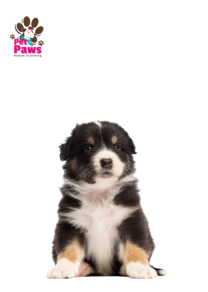 Mobile pet grooming petpaws