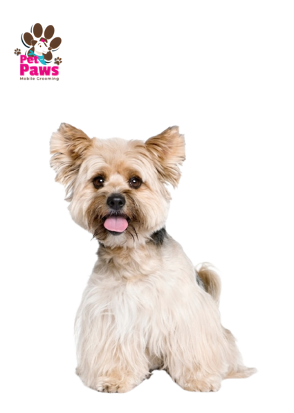 Mobile pet grooming petpaws