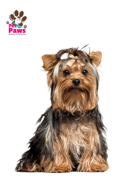 Mobile pet grooming petpaws
